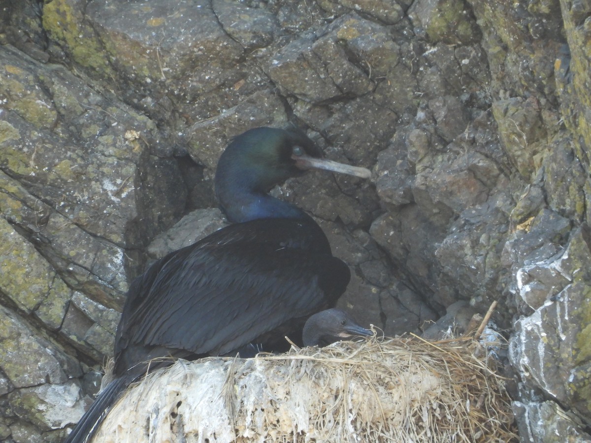 ヒメウ - ML639459410