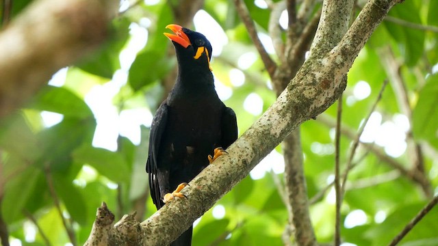 Common Hill Myna - ML639459421