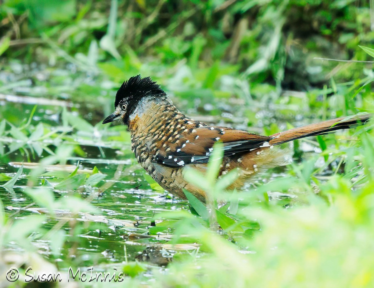 Garrulaxe ocellé (artemisiae) - ML639459454