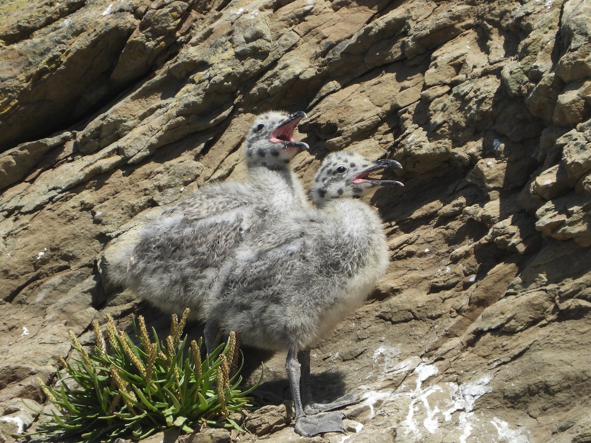 アメリカオオセグロカモメ - ML639459461