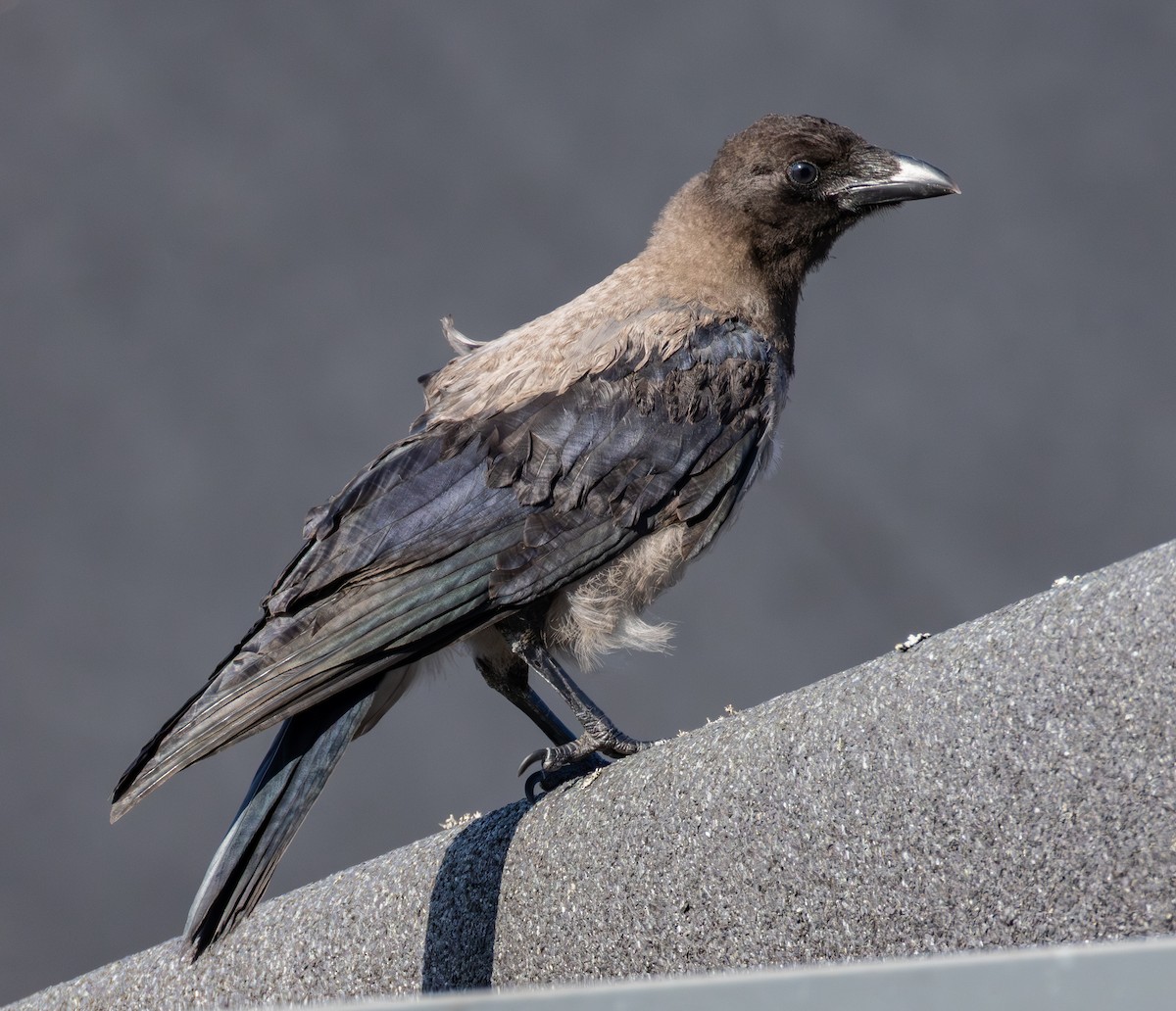 Hooded Crow - ML639459479