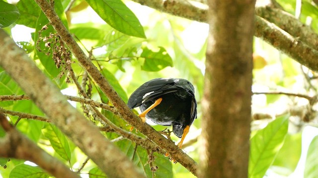 Common Hill Myna - ML639459524