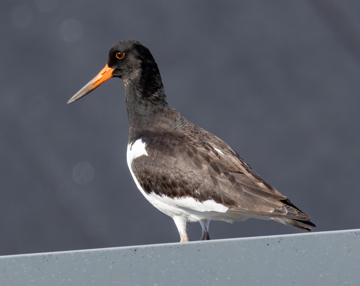 Eurasian Oystercatcher - ML639459620