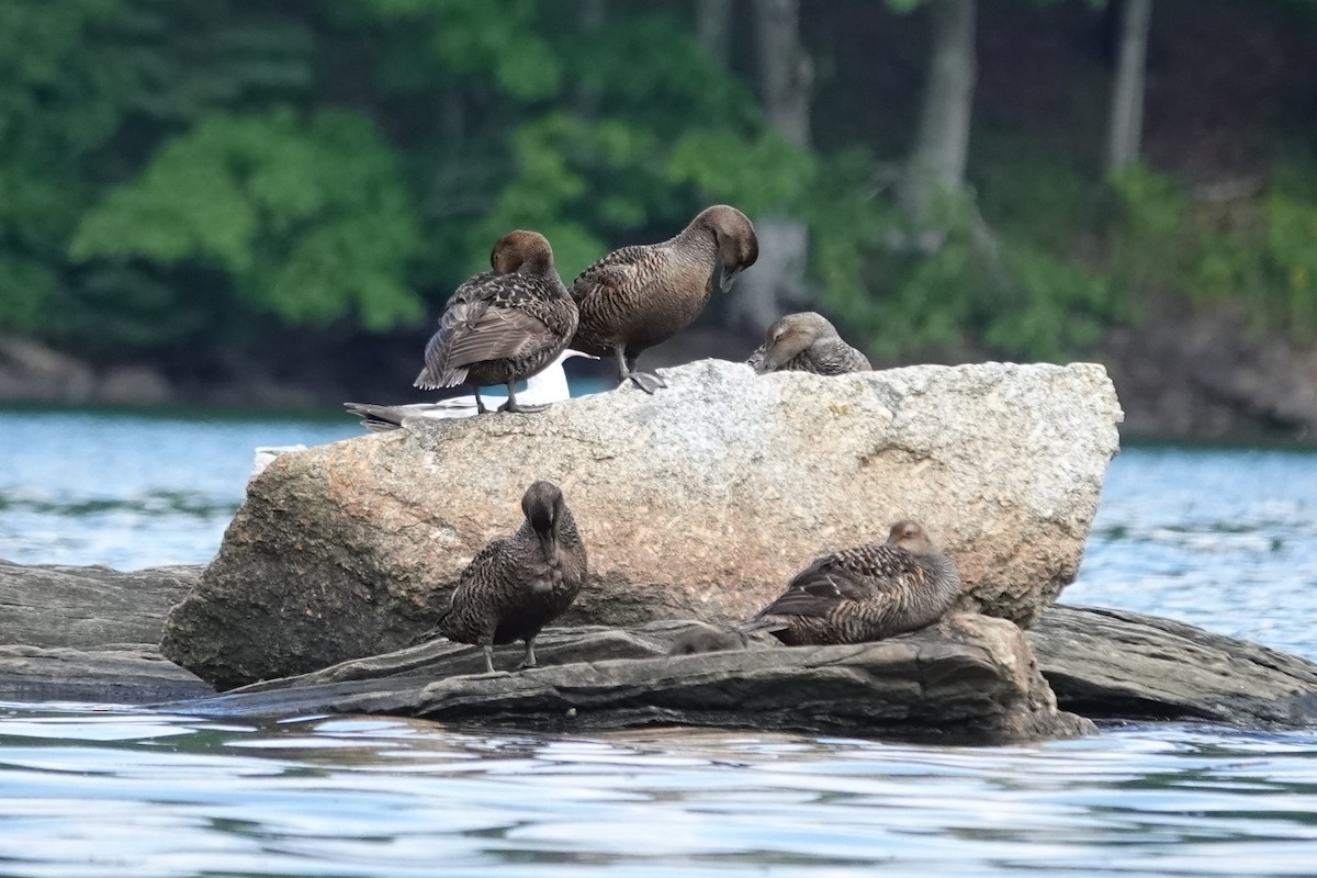 Common Eider - ML639459671