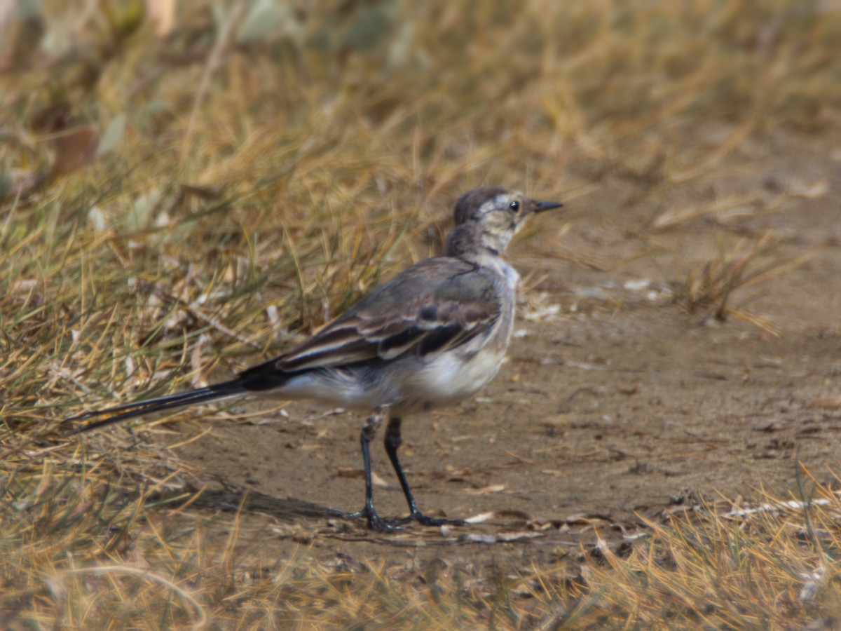 White Wagtail (British) - ML639459672