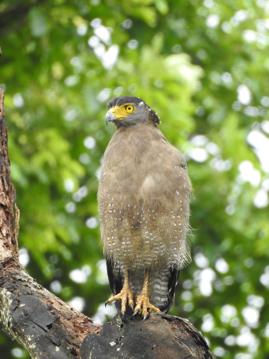 Crested Serpent-Eagle - ML639459673