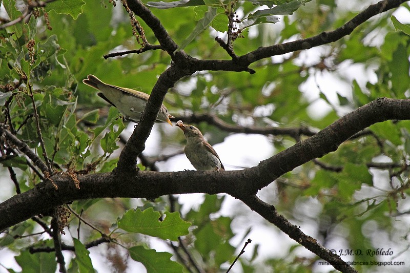 Eastern Bonelli's Warbler - ML639459676