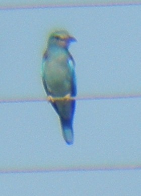 Өрнийн зүсэг - ML639459684