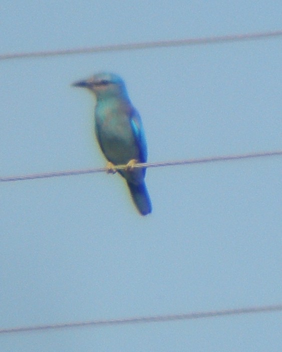 Өрнийн зүсэг - ML639459685