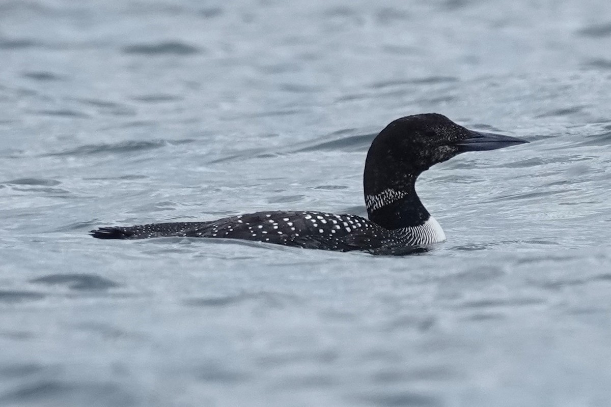 Common Loon - ML639459690