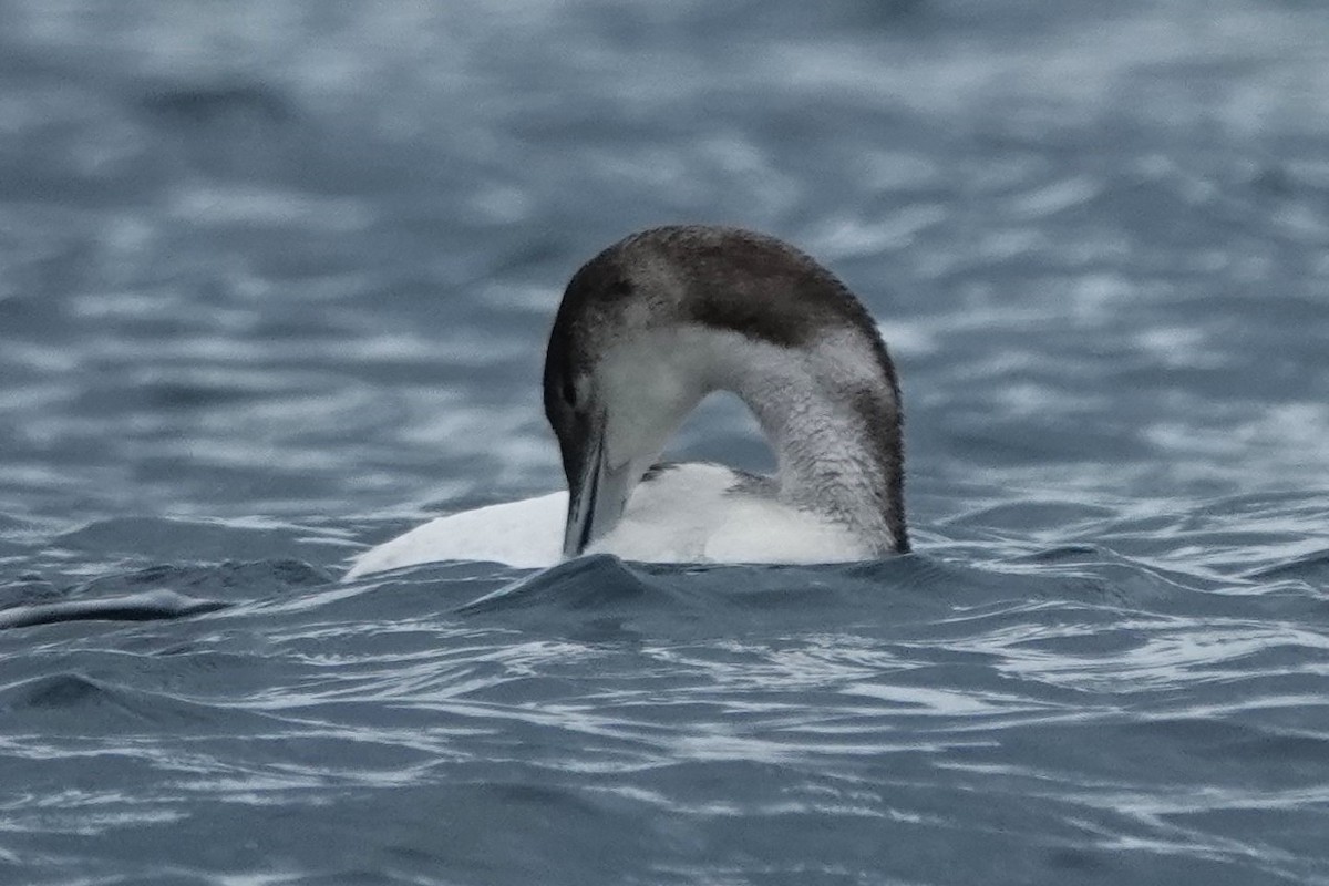 Common Loon - ML639459691