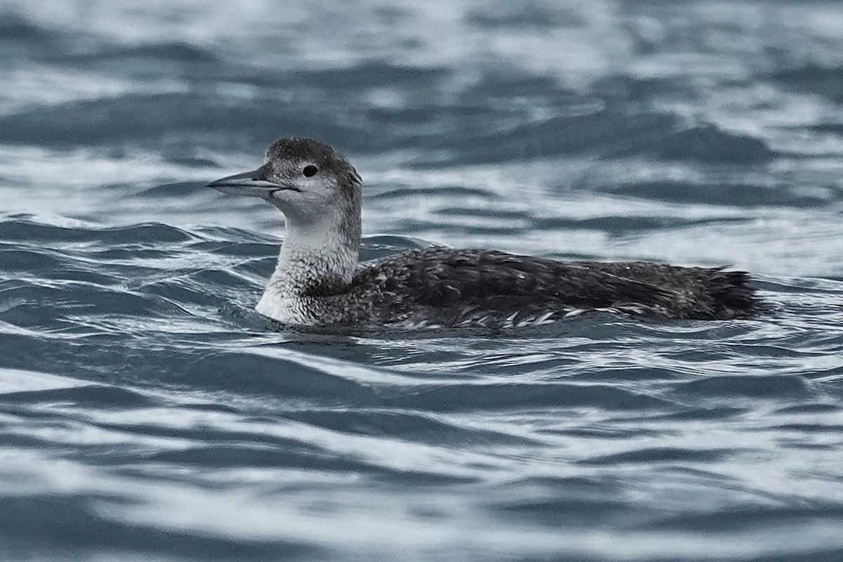 Common Loon - ML639459692