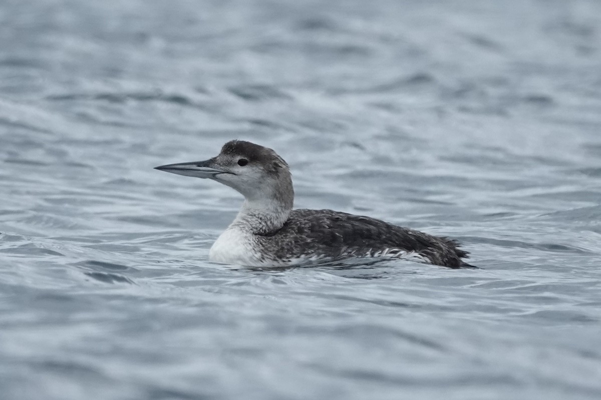Common Loon - ML639459693