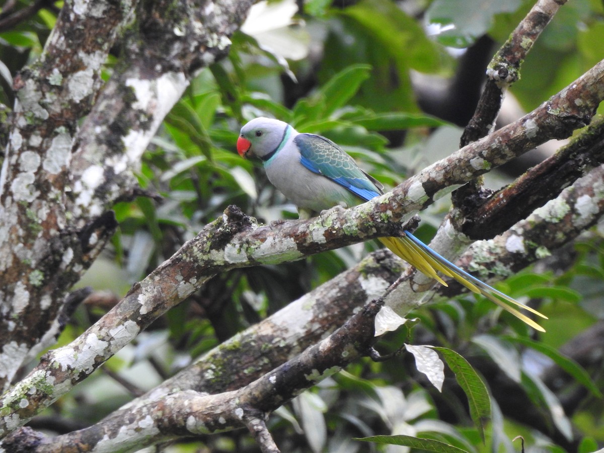 Malabar Parakeet - ML639459697