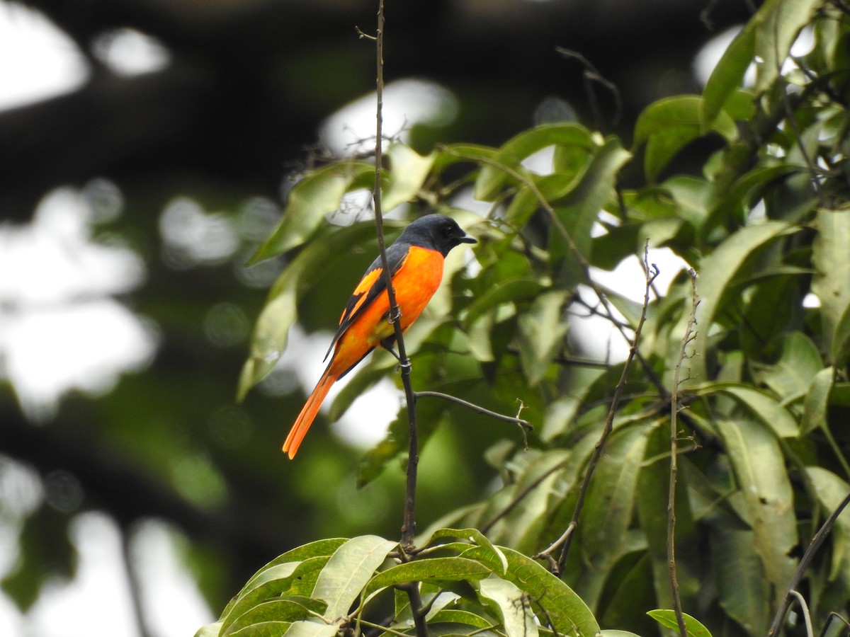 Orange Minivet - ML639459715