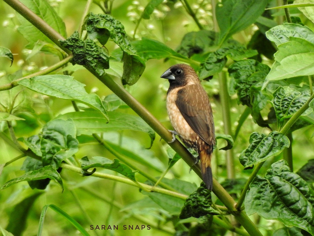 Black-throated Munia - ML639459721