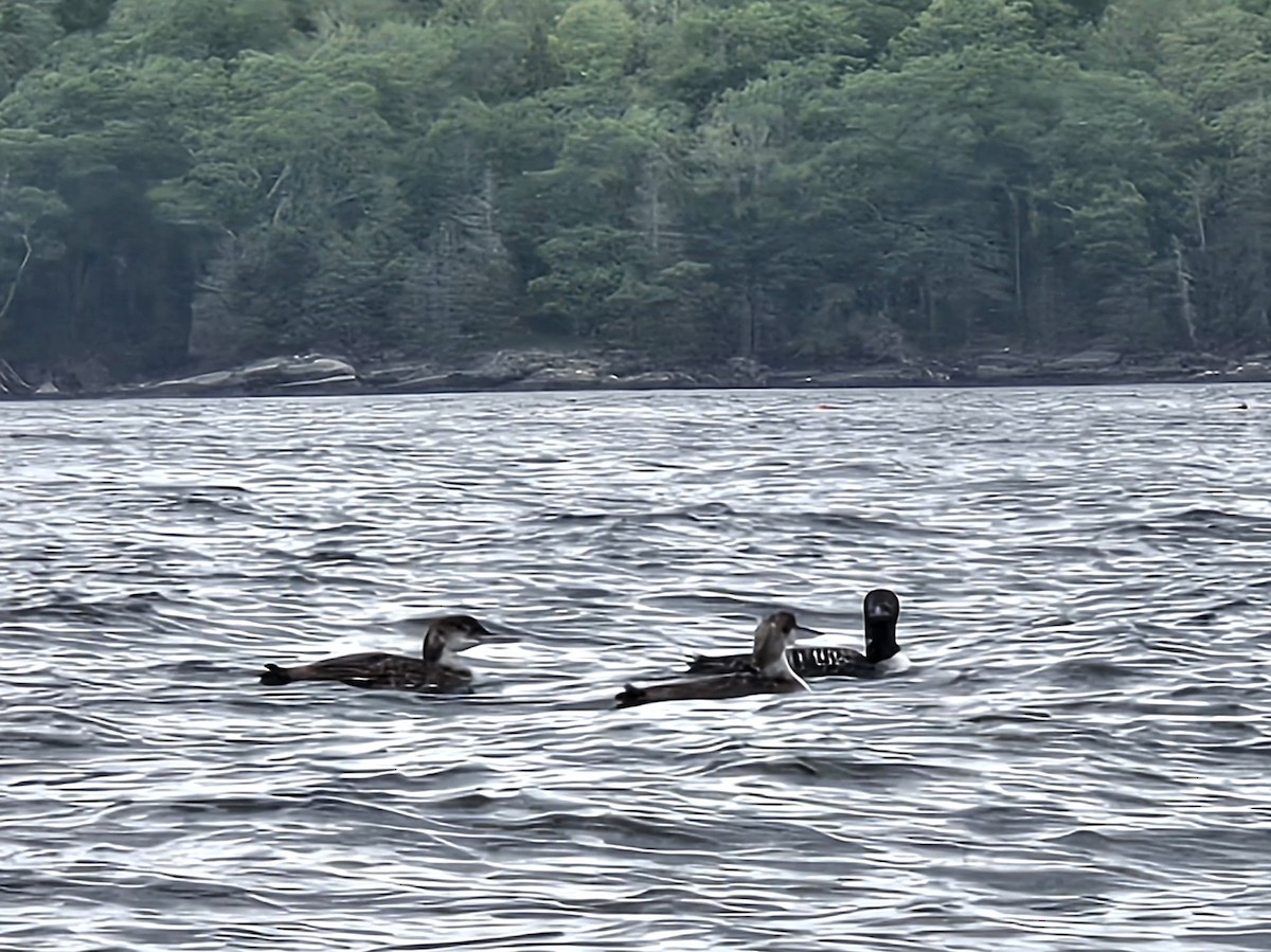 Common Loon - ML639459784