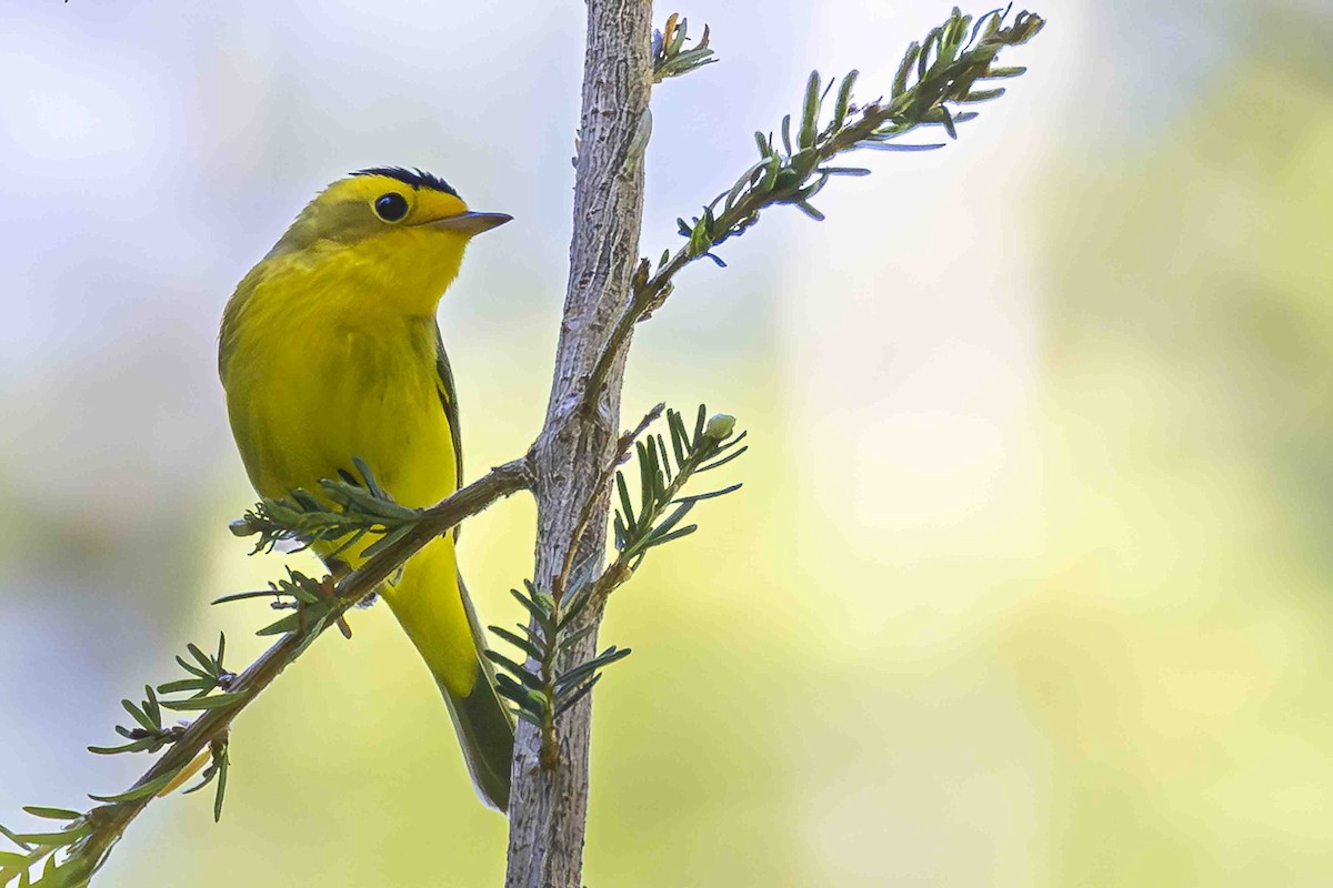 Wilson's Warbler - ML639459836