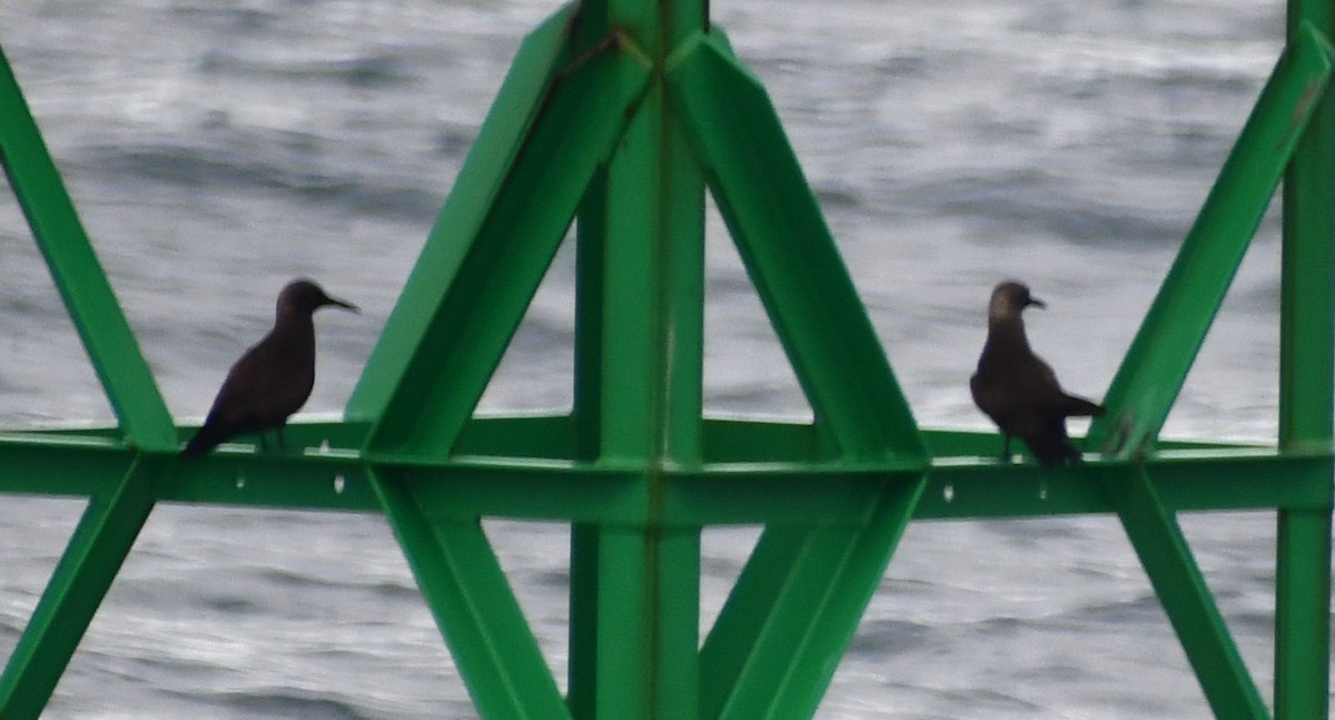Brown Noddy - ML639459906