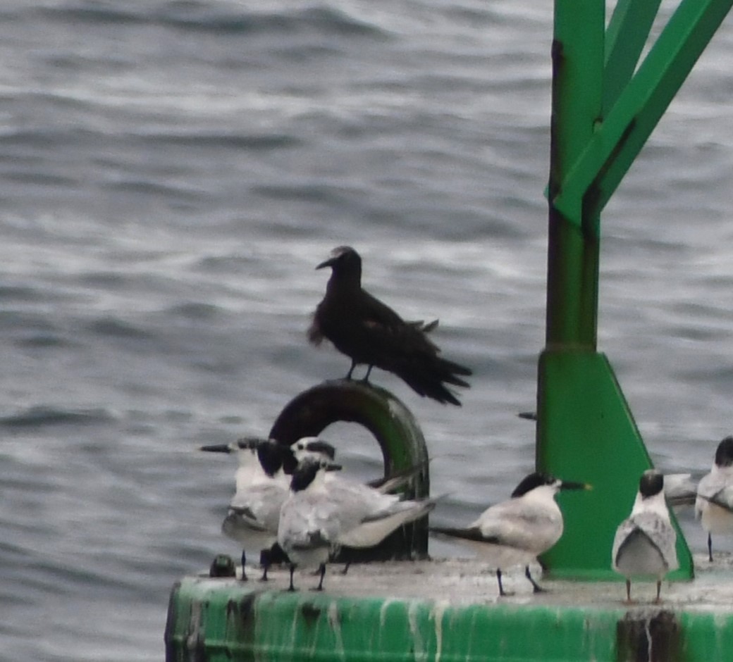 Brown Noddy - ML639459907