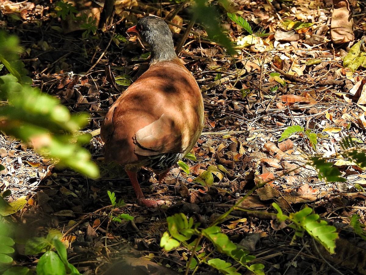 Tinamou à petit bec - ML639460140