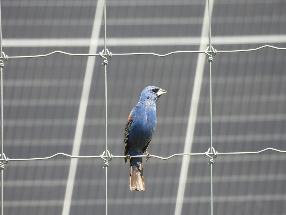 Blue Grosbeak - ML639460149