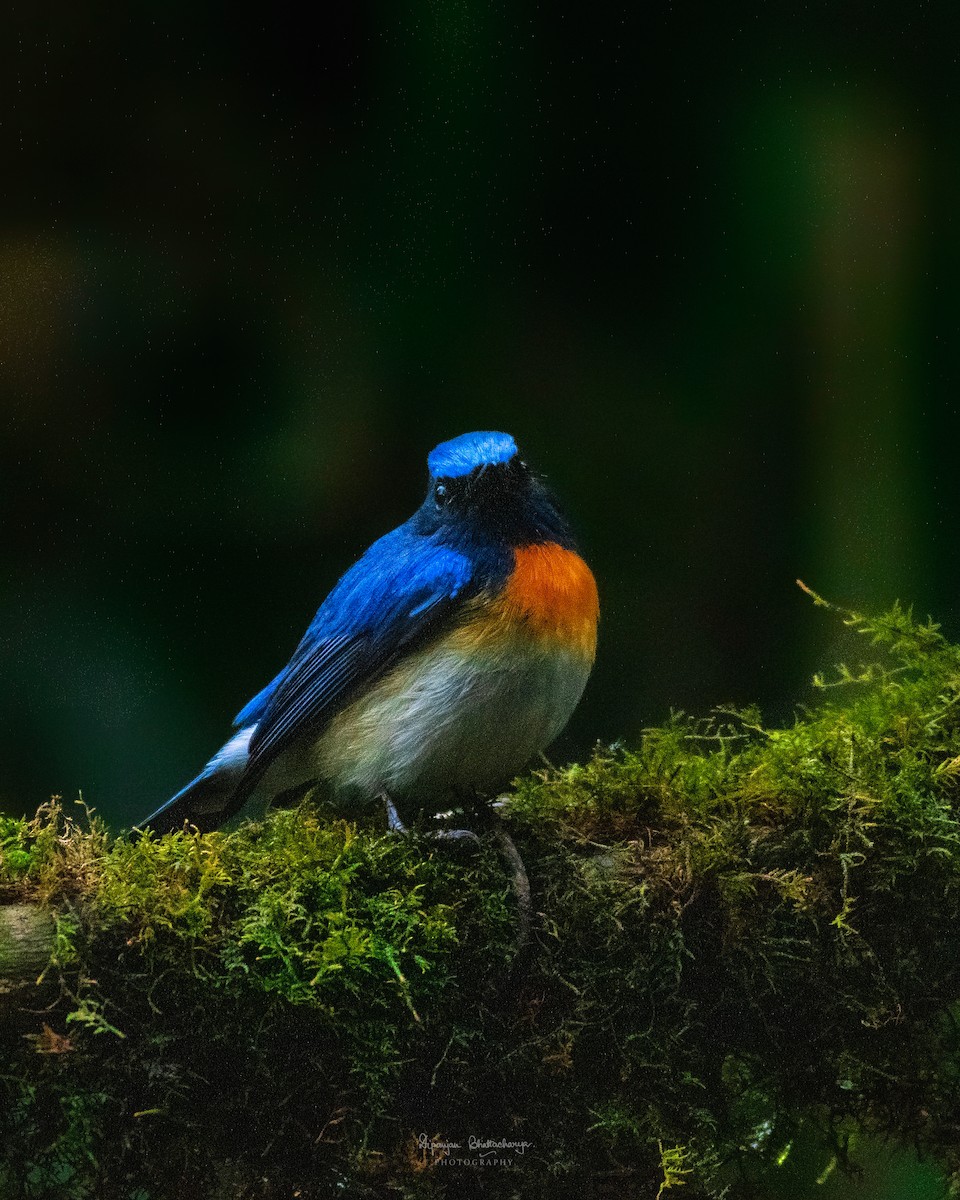 Blue-throated Flycatcher - ML639460167