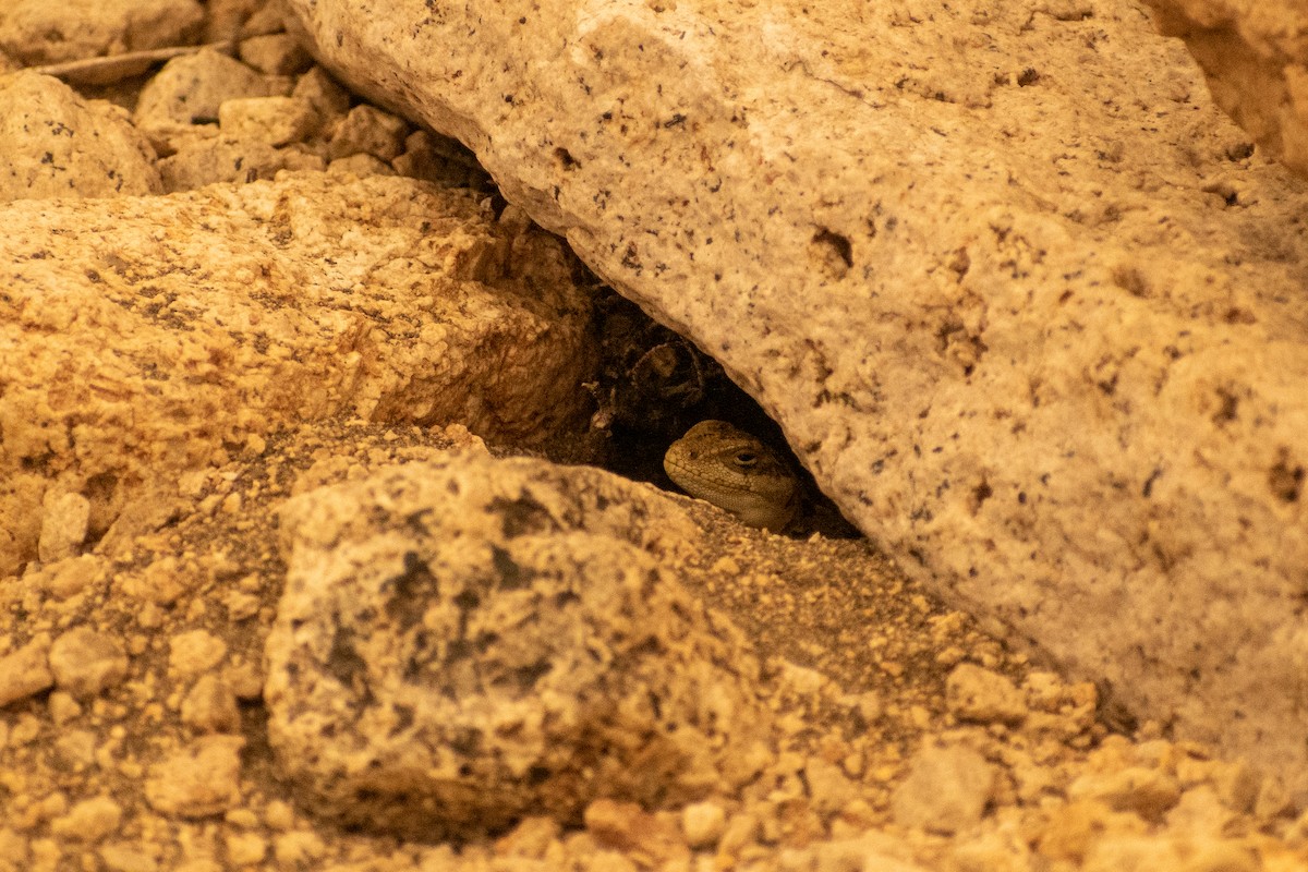 Six-banded Patagonian Lizard - ML639460231