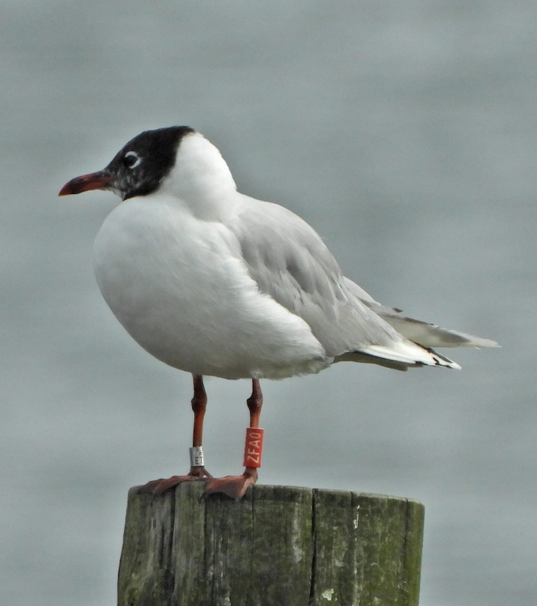 Black-headed x Mediterranean Gull (hybrid) - ML639460298