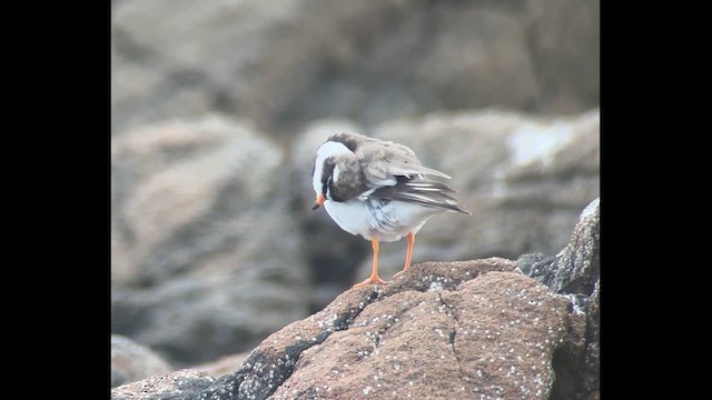 Common Ringed Plover - ML639460308
