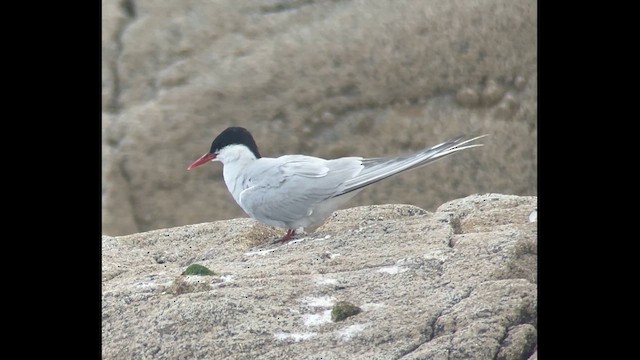 Sterne arctique - ML639460389