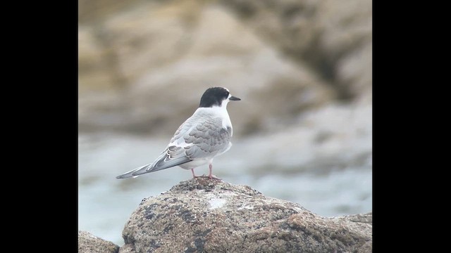 Sterne arctique - ML639460390