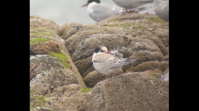 Common Tern - ML639460411