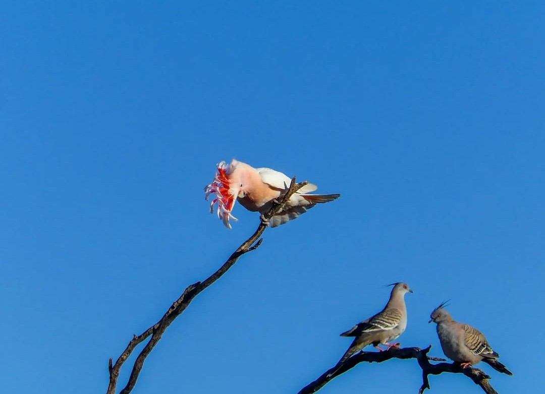 Cacatoès de Leadbeater - ML639460421