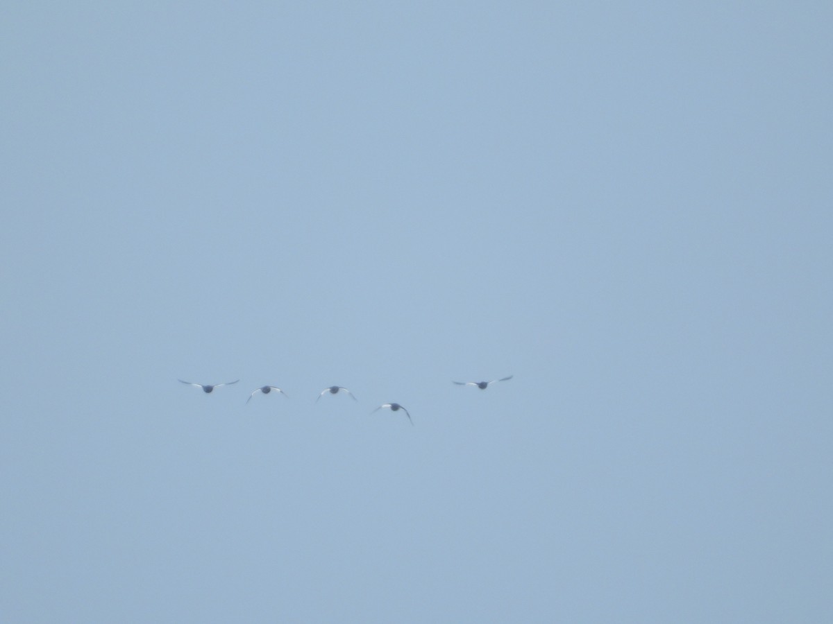 アメリカビロードキンクロ - ML639460507