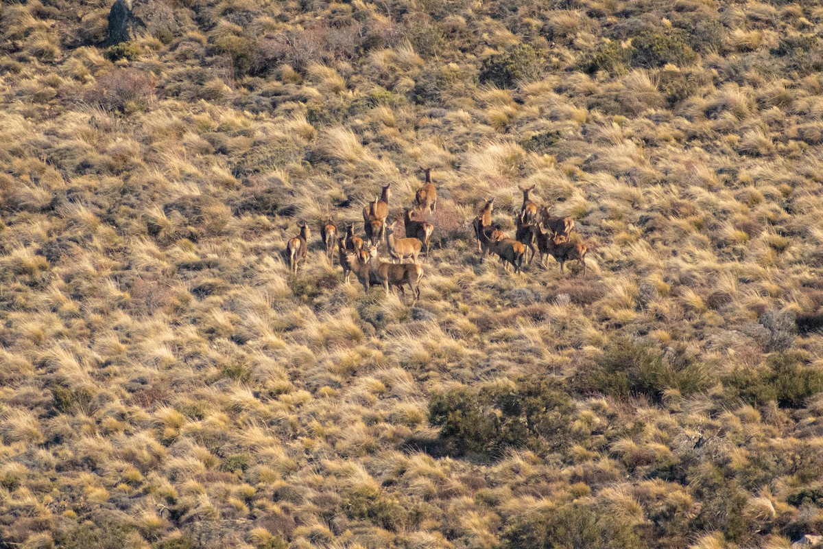 Red Deer - ML639460654