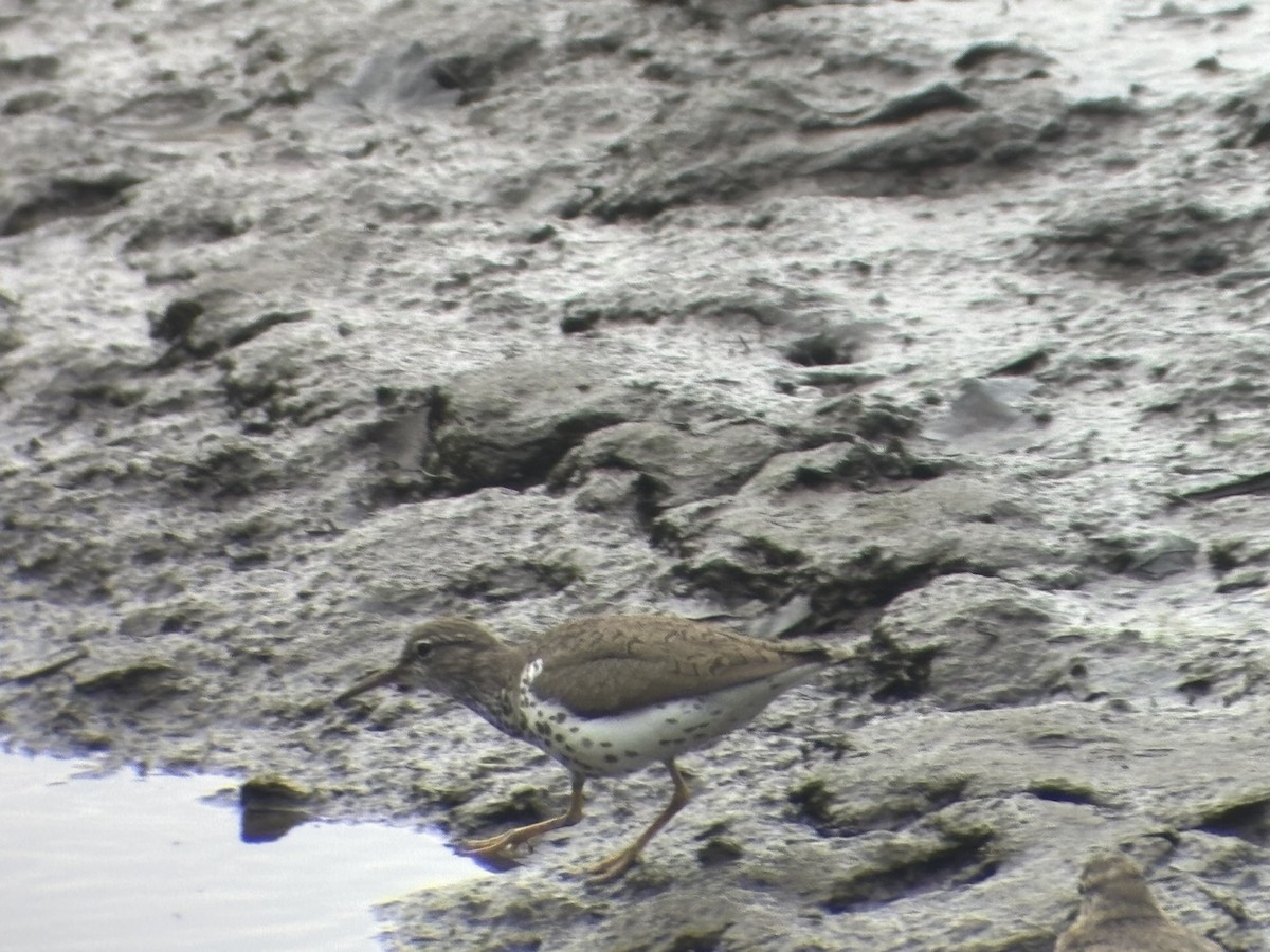 Spotted Sandpiper - ML639460710