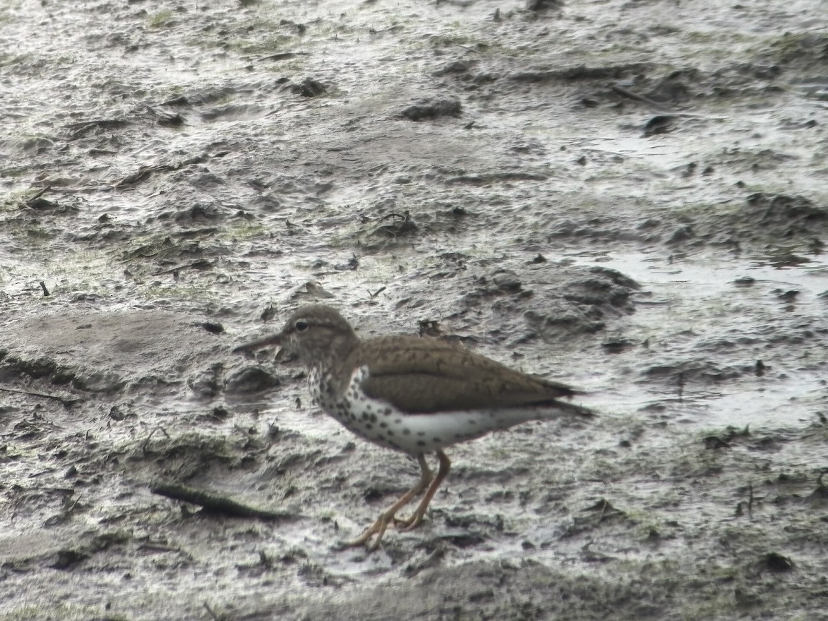 Spotted Sandpiper - ML639460711