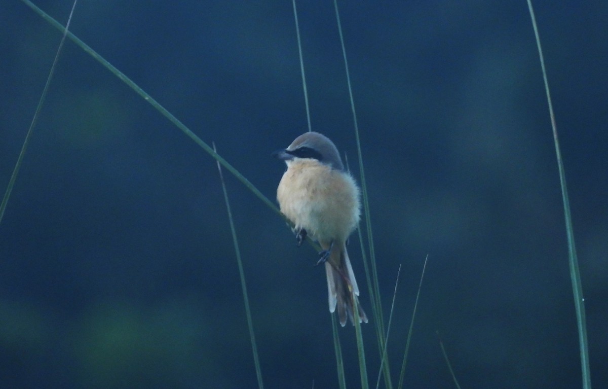 Brown Shrike - ML639460786