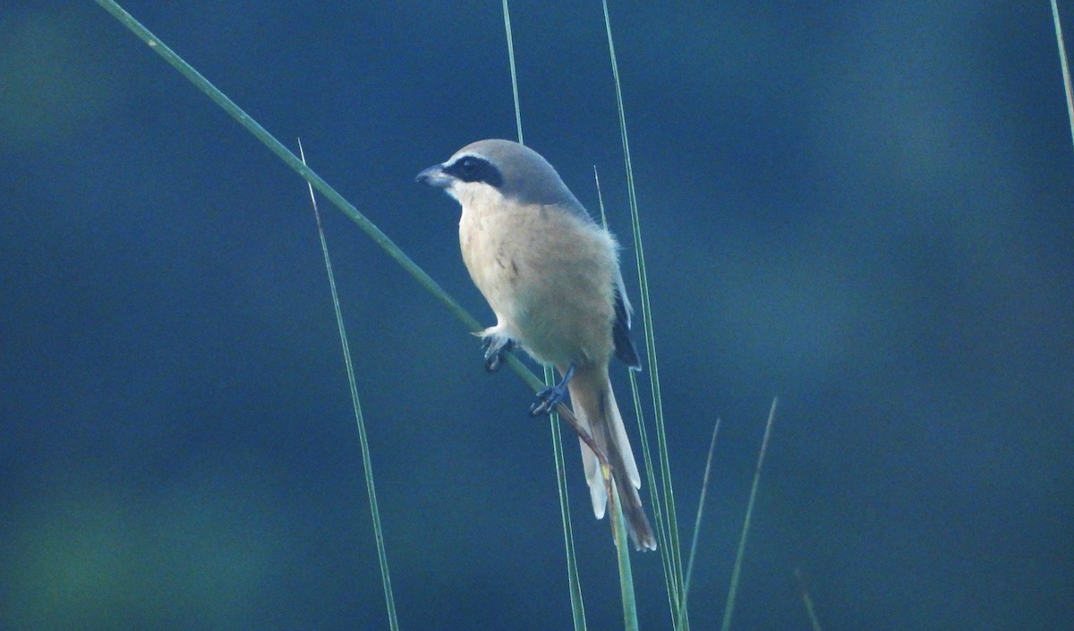Brown Shrike - ML639460787