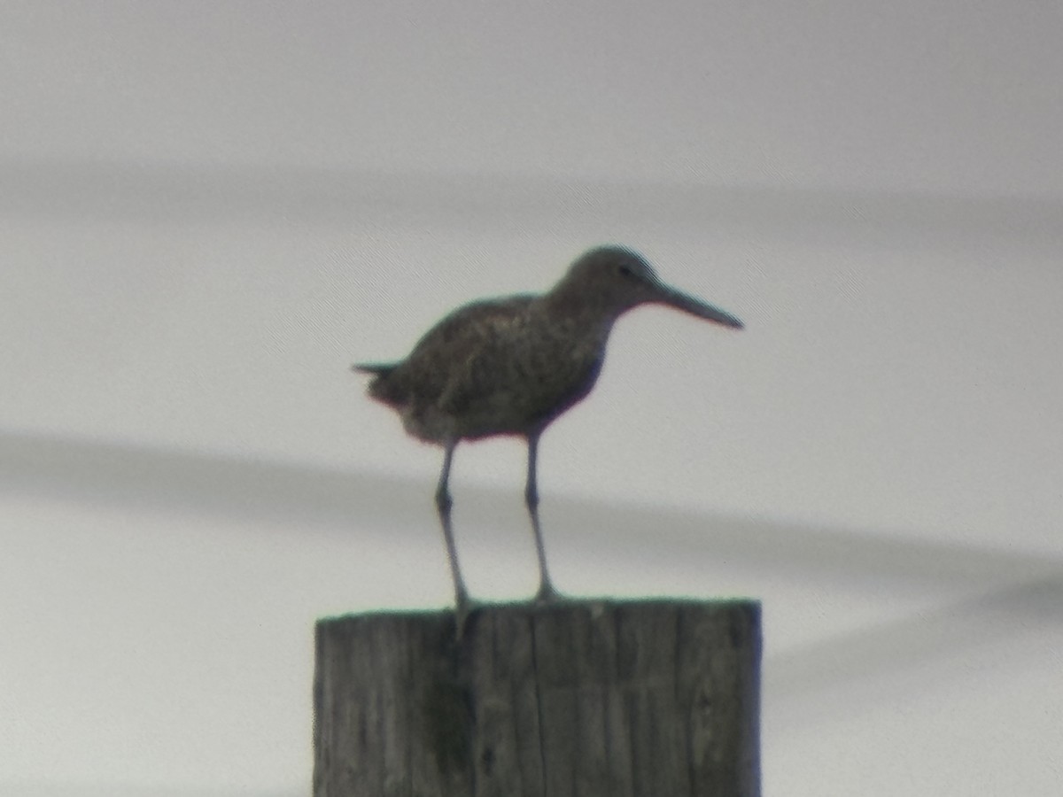 willetsnipe - ML639460835