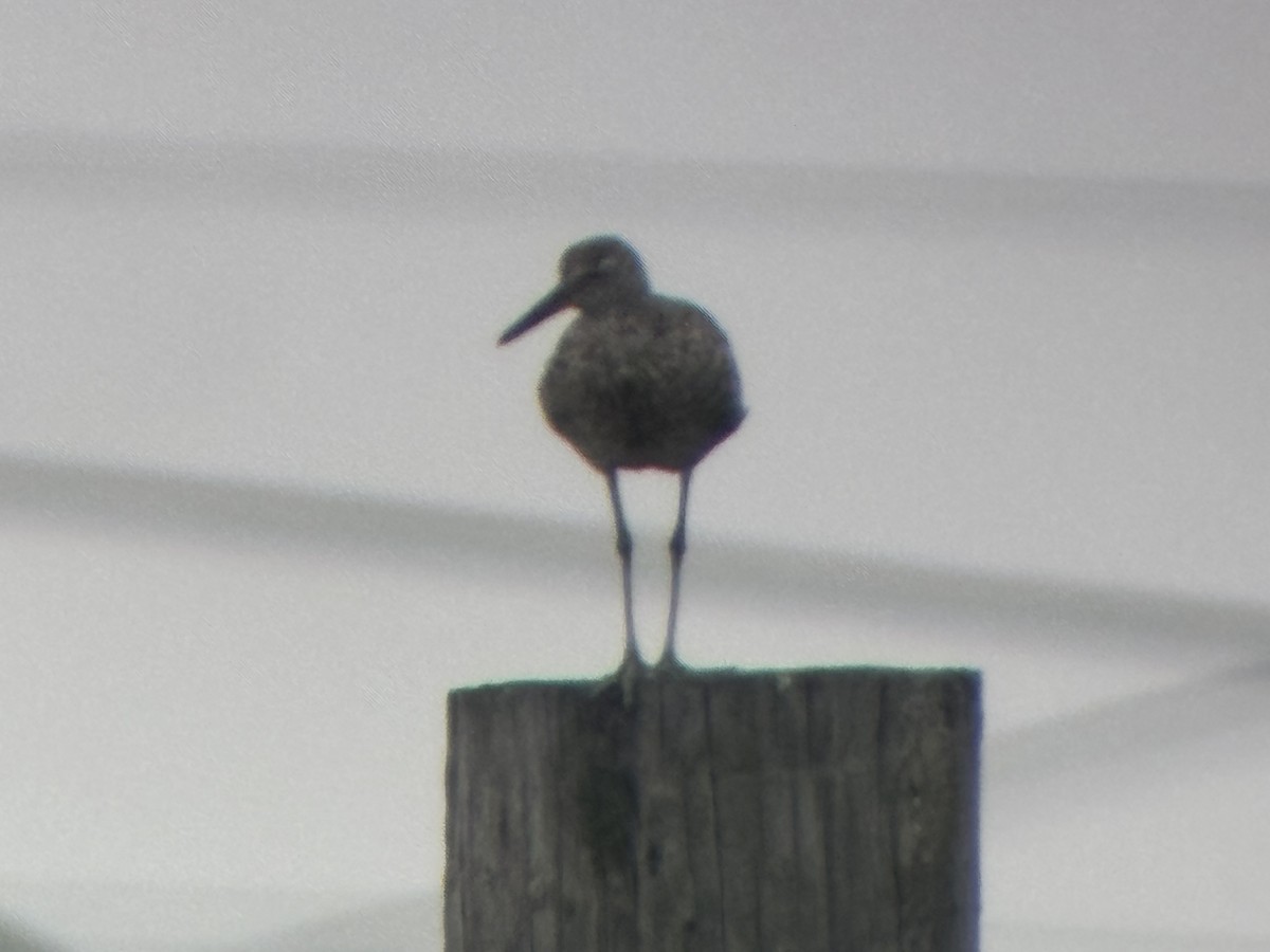 willetsnipe - ML639460837