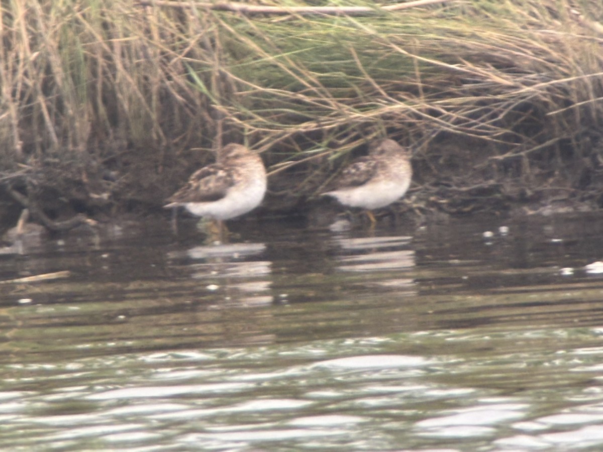 pygmésnipe - ML639460860