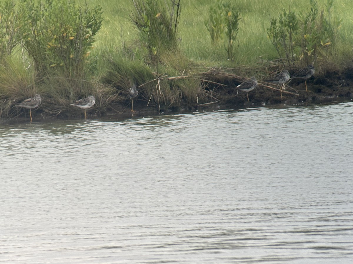 plystresnipe - ML639460938