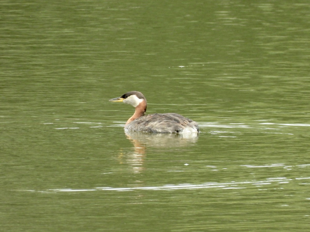 Red-necked Grebe - ML639461024