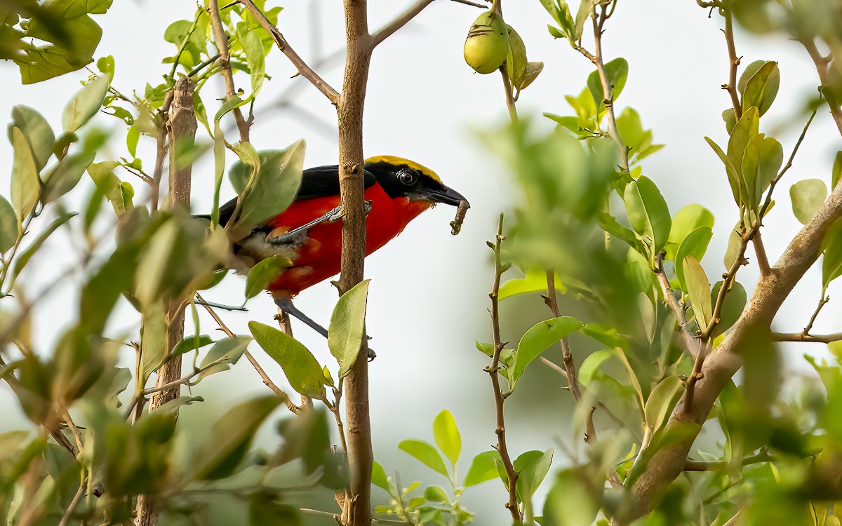 Yellow-crowned Gonolek - ML639461039