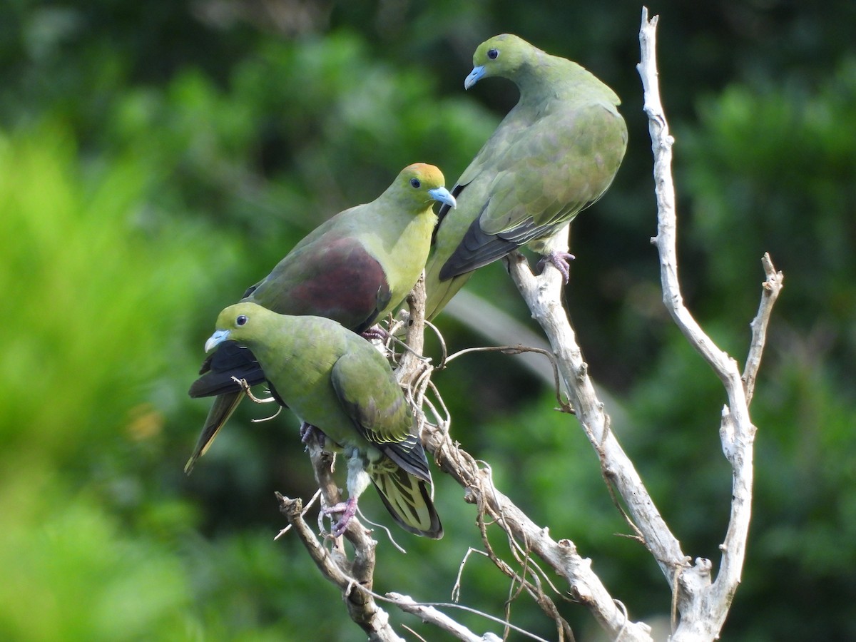 Whistling Green-Pigeon - ML639461052