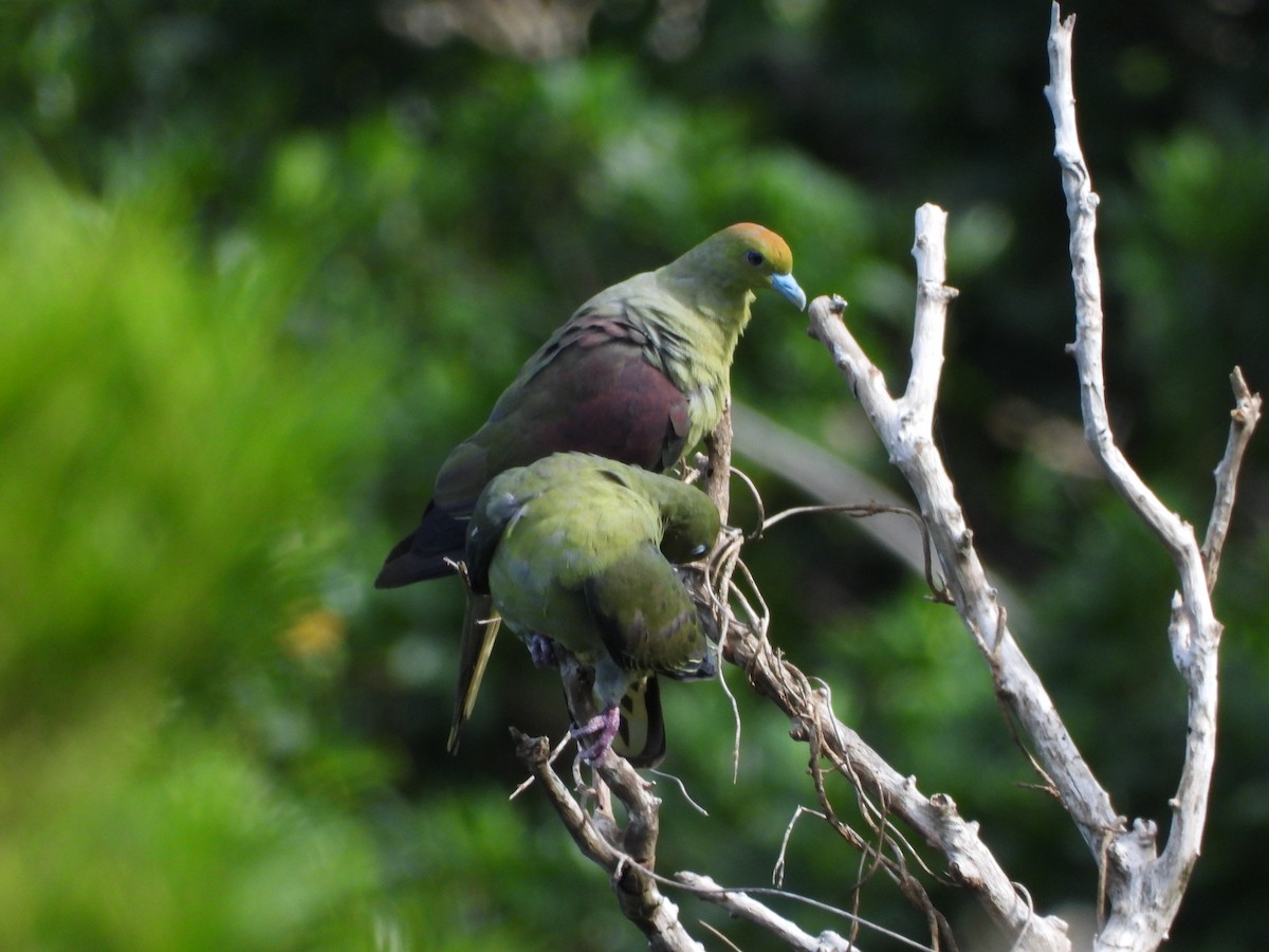Whistling Green-Pigeon - ML639461053