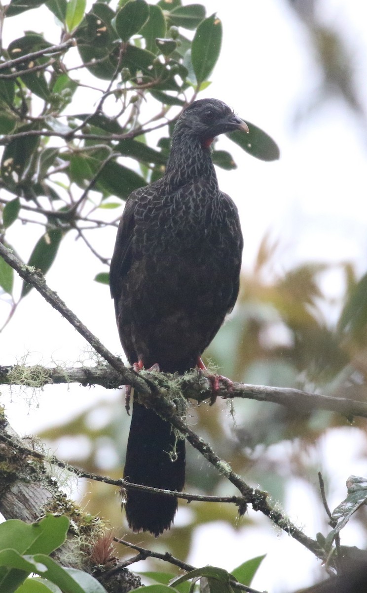 Andean Guan - ML639461149