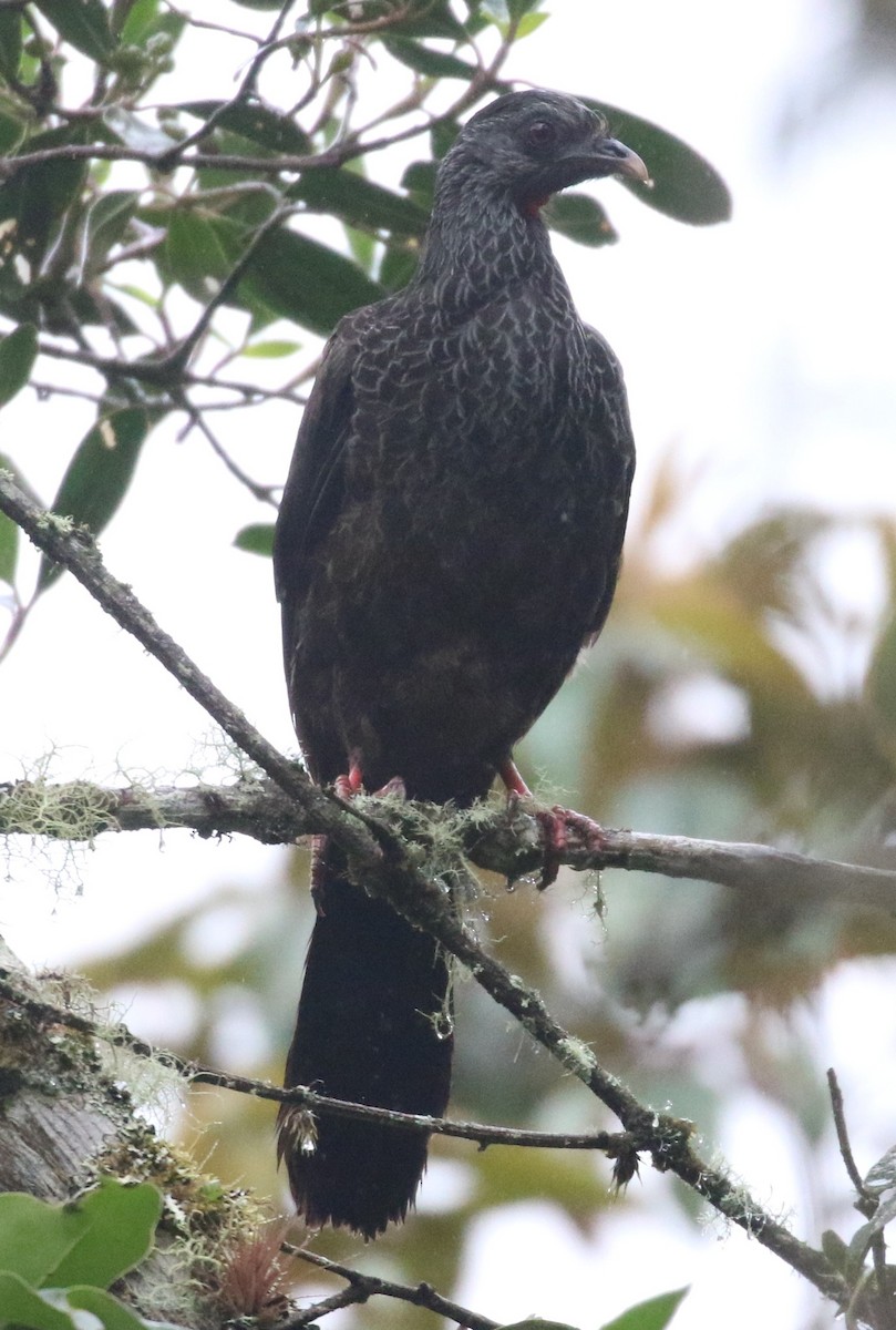 Andean Guan - ML639461155